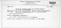 Golovinomyces cichoracearum image